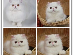 图 哪里有出售精品宠物波斯猫猫包纯种健康送货上门 佛山宠物猫 佛山列表网